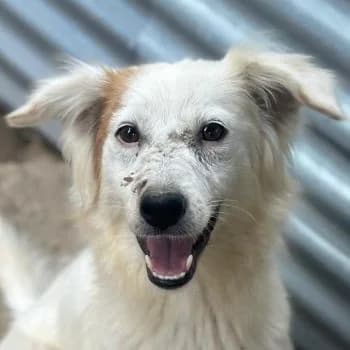 Belinda, female young Mixed Breed for adoption at Hundegarten Serres, Euskirchen