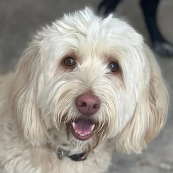 Bella, female 3yo Mixed Breed for adoption at Hundegarten Serres, Euskirchen