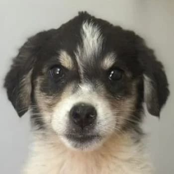 Bellini, female puppy Mixed Breed for adoption at Hundegarten Serres, Euskirchen