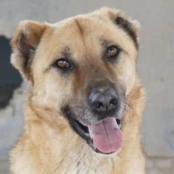 Bendix, male 3yo Mixed Breed for adoption at Hundegarten Serres, Euskirchen