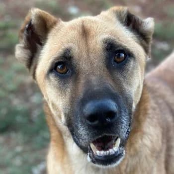 Bendix, male 4yo Mixed Breed for adoption at Hundegarten Serres, Euskirchen