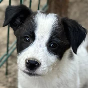Benjo, male puppy Mixed Breed for adoption at Hundegarten Serres, Euskirchen