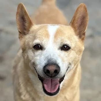 Beppi, male young Mixed Breed for adoption at Hundegarten Serres, Euskirchen
