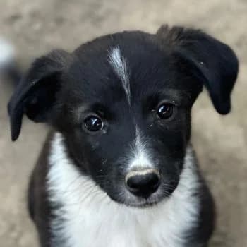 Betty, female puppy Mixed Breed for adoption at Hundegarten Serres, Euskirchen