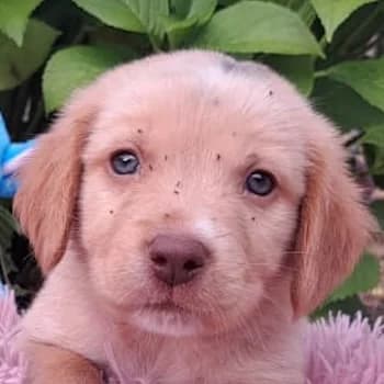 Bill, male puppy Mixed Breed for adoption at Hundegarten Serres, Euskirchen
