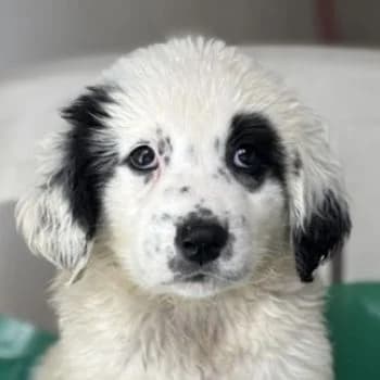 Binx, female puppy Mixed Breed for adoption at Hundegarten Serres, Euskirchen