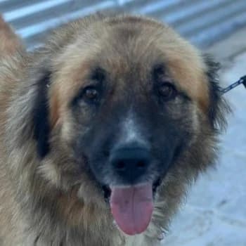 Bloom, male young Mixed Breed for adoption at Hundegarten Serres, Euskirchen