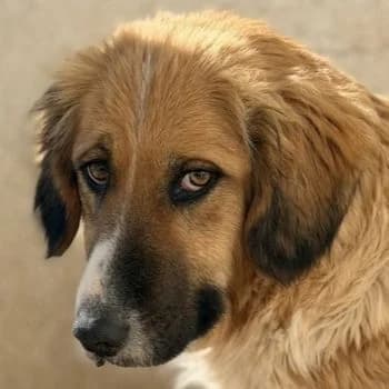 Blümchen, female young Mixed Breed for adoption at Hundegarten Serres, Euskirchen