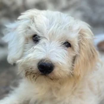 Bob, male puppy Mixed Breed for adoption at Hundegarten Serres, Euskirchen