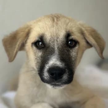 Bohdi, male puppy Mixed Breed for adoption at Hundegarten Serres, Euskirchen
