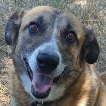 Bojano, male 4yo Mixed Breed for adoption at Hundegarten Serres, Euskirchen