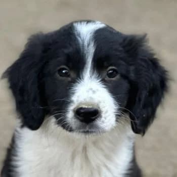 Boots, male puppy Mixed Breed for adoption at Hundegarten Serres, Euskirchen