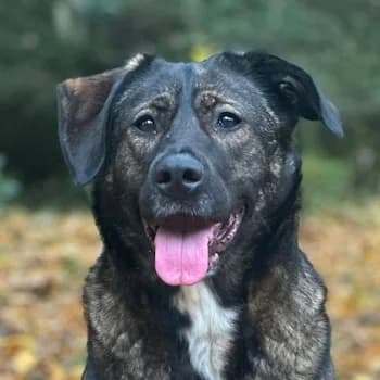 Brezel, female young Mixed Breed for adoption at Hundegarten Serres, Euskirchen