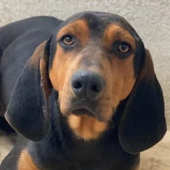 Brios, male young Mixed Breed for adoption at Hundegarten Serres, Euskirchen