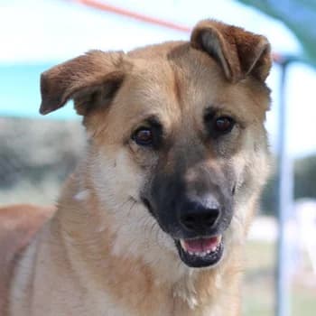 Caipirinha, female 7yo Mixed Breed for adoption at Hundegarten Serres, Euskirchen