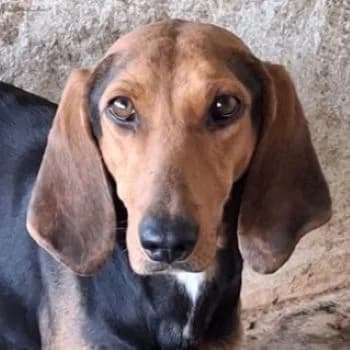 Camelia, female 5yo Mixed Breed for adoption at Hundegarten Serres, Euskirchen