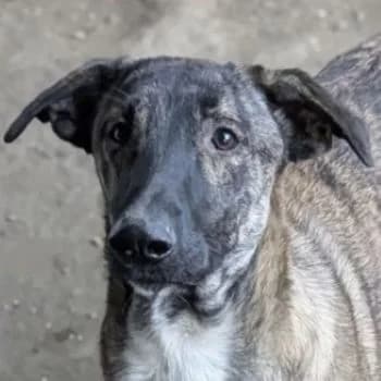 Candara, female puppy Mixed Breed for adoption at Hundegarten Serres, Euskirchen