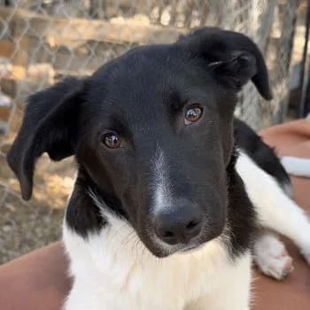Cap, male young Mixed Breed for adoption at Hundegarten Serres, Euskirchen