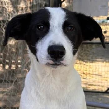 Capper, male young Mixed Breed for adoption at Hundegarten Serres, Euskirchen