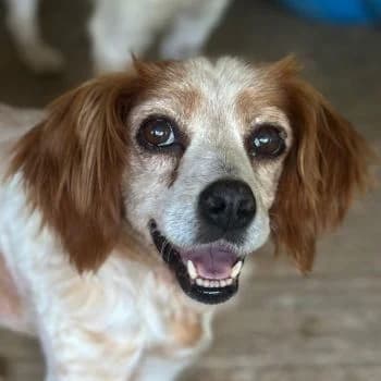 Cara, female 7yo Mixed Breed for adoption at Hundegarten Serres, Euskirchen
