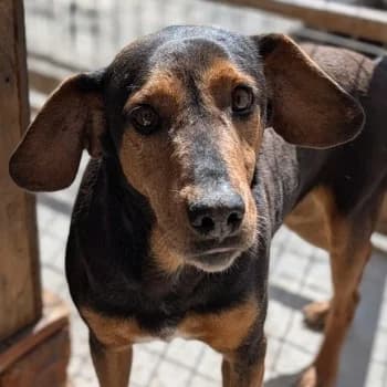 Carl, male 5yo Mixed Breed for adoption at Hundegarten Serres, Euskirchen