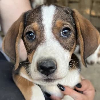 Carlotta, female puppy Mixed Breed for adoption at Hundegarten Serres, Euskirchen