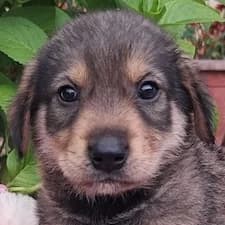 Carmen, female puppy Mixed Breed for adoption at Hundegarten Serres, Euskirchen