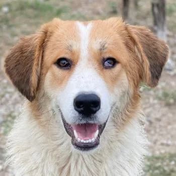 Carys, female young Mixed Breed for adoption at Hundegarten Serres, Euskirchen
