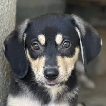 Cassia, female puppy Mixed Breed for adoption at Hundegarten Serres, Euskirchen