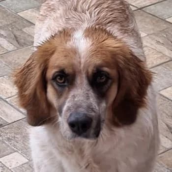 Ceterina, female 5yo Mixed Breed for adoption at Hundegarten Serres, Euskirchen