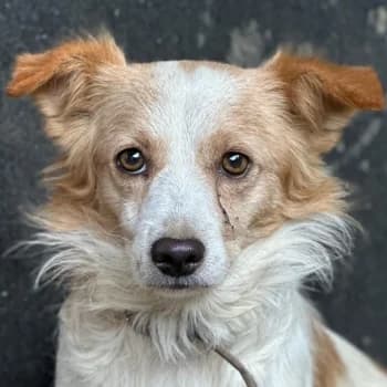 Chap, male 3yo Mixed Breed for adoption at Hundegarten Serres, Euskirchen