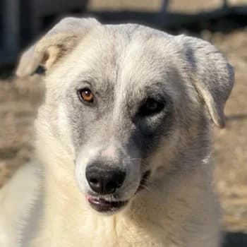 Charlina, female 5yo Mixed Breed for adoption at Hundegarten Serres, Euskirchen