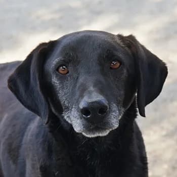 Chelion, male 7yo Mixed Breed for adoption at Hundegarten Serres, Euskirchen