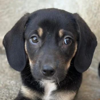 Chia, female puppy Mixed Breed for adoption at Hundegarten Serres, Euskirchen