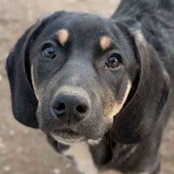 Chia, female puppy Mixed Breed for adoption at Hundegarten Serres, Euskirchen