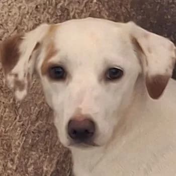 Chilli, female young Mixed Breed for adoption at Hundegarten Serres, Euskirchen