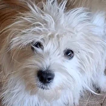 Chino, male puppy Mixed Breed for adoption at Hundegarten Serres, Euskirchen