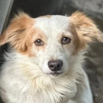 Dog, male 3yo Mixed Breed for adoption at Hundegarten Serres, Euskirchen