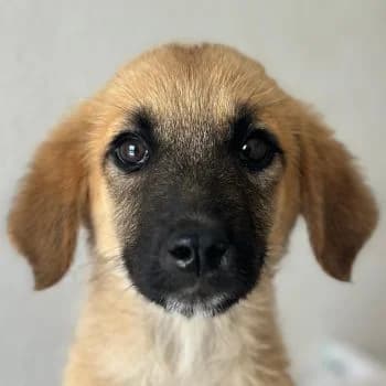 Cindy, female puppy Mixed Breed for adoption at Hundegarten Serres, Euskirchen