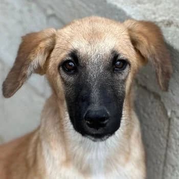 Cindy, female puppy Mixed Breed for adoption at Hundegarten Serres, Euskirchen