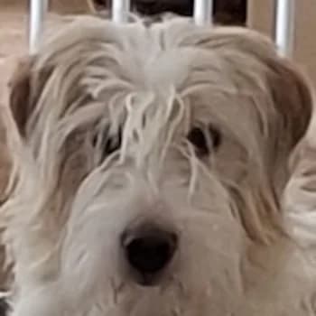 Claudie, female young Mixed Breed for adoption at Hundegarten Serres, Euskirchen