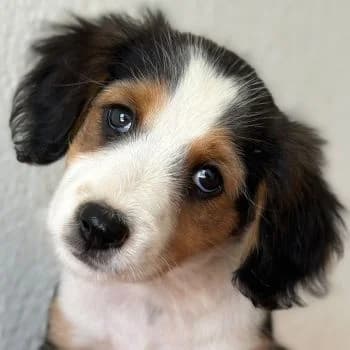 Clea, female puppy Mixed Breed for adoption at Hundegarten Serres, Euskirchen