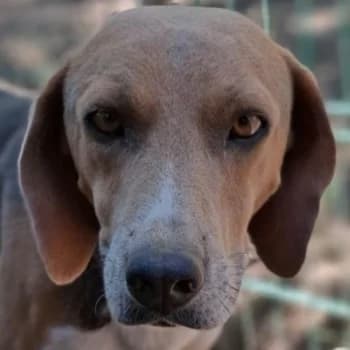 Clooney, male 3yo Mixed Breed for adoption at Hundegarten Serres, Euskirchen