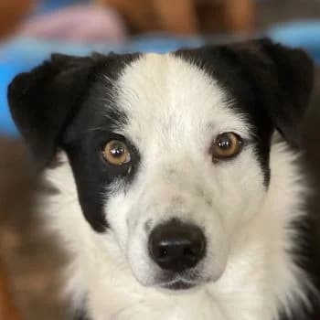 Coby, male 3yo Mixed Breed for adoption at Hundegarten Serres, Euskirchen