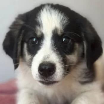 Colada, female puppy Mixed Breed for adoption at Hundegarten Serres, Euskirchen