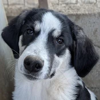 Colada, female puppy Mixed Breed for adoption at Hundegarten Serres, Euskirchen