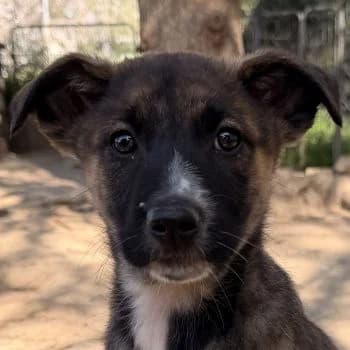 Corbel, female puppy Mixed Breed for adoption at Hundegarten Serres, Euskirchen