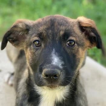 Corbel, female puppy Mixed Breed for adoption at Hundegarten Serres, Euskirchen