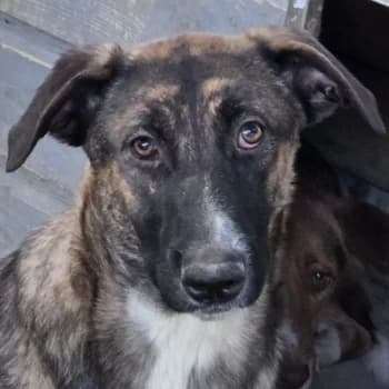 Corbel, female puppy Mixed Breed for adoption at Hundegarten Serres, Euskirchen