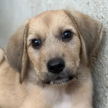 Cumin, male puppy Mixed Breed for adoption at Hundegarten Serres, Euskirchen